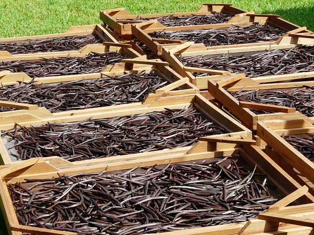 drying, nature, vanilla beans