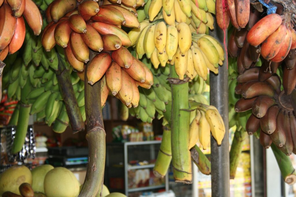 bananas, sri lanka, square