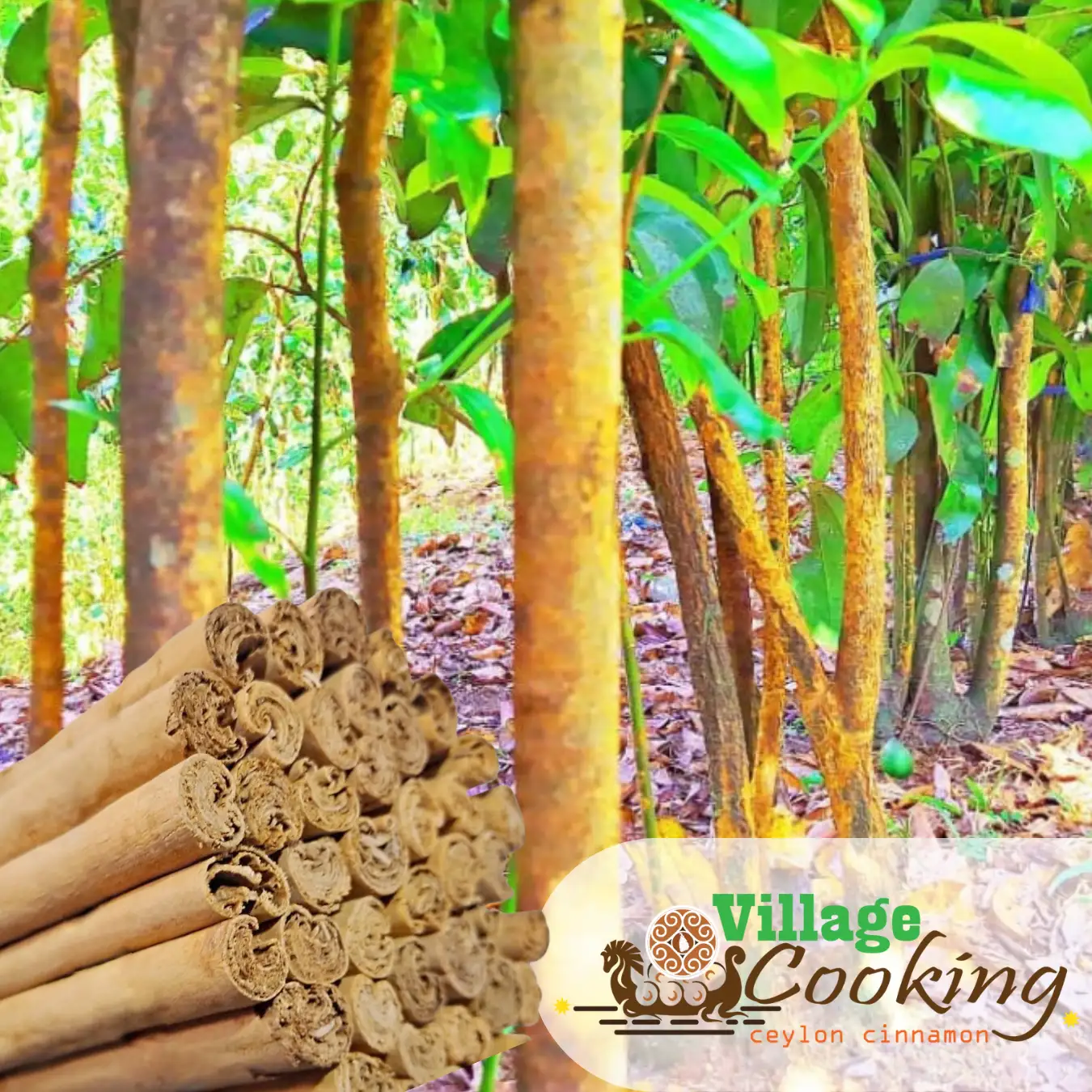 Premium ALBA Grade True Ceylon Cinnamon Powder – 100g (3.5oz) Seal 6 Bottles Pack |Handmade in Sri Lanka | Village Cooking Ceylon - Image 8