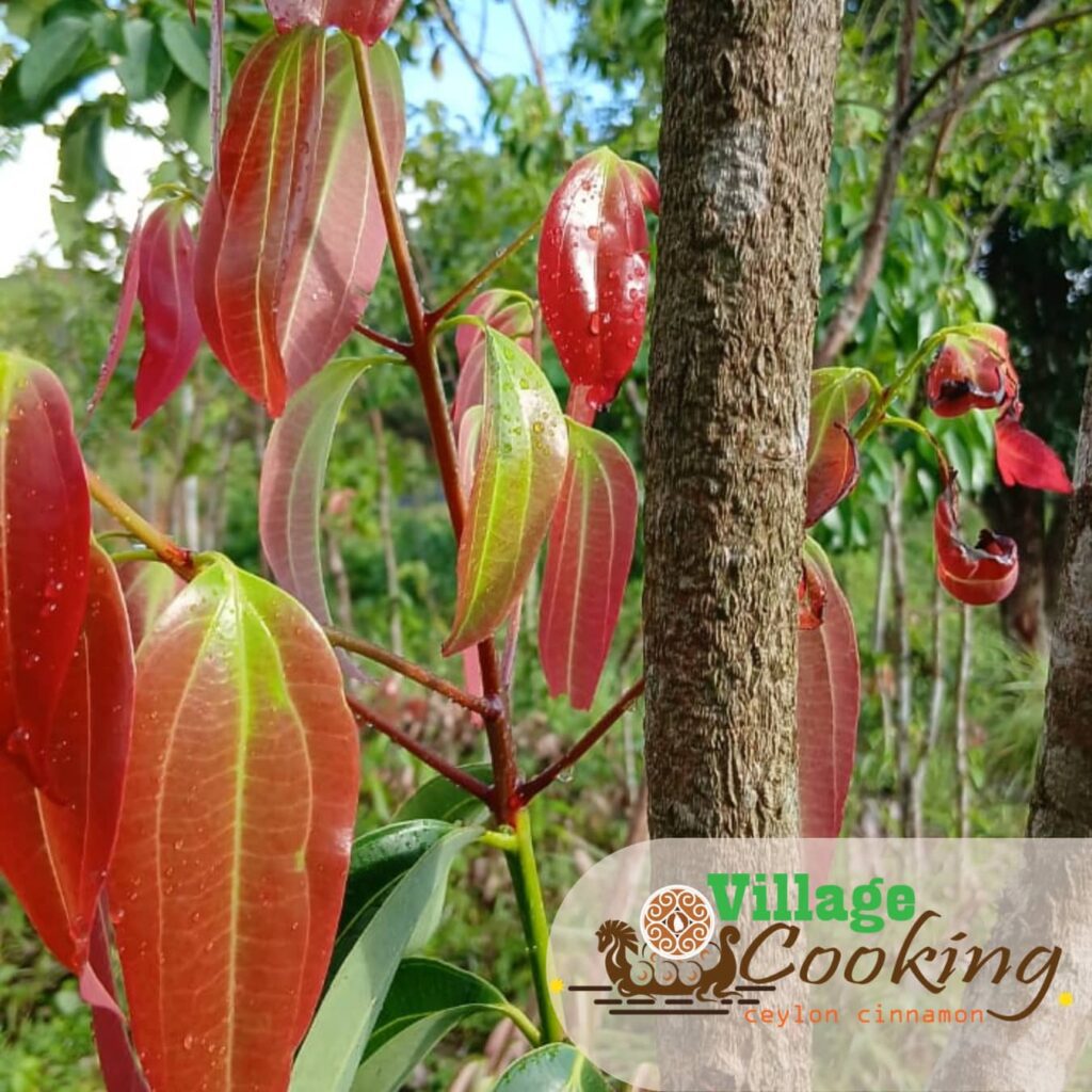 Green Yellow Traditional Minimalist Ayurveda Tea Product Instagram Post (8)